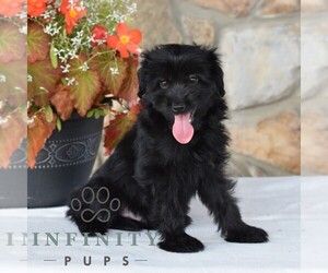 Aussiedoodle Miniature Puppy for sale in SUNBURY, PA, USA