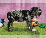 Small #11 Catahoula Leopard Dog
