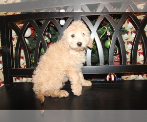 Goldendoodle (Miniature) Puppy for sale in BLMGTN, IN, USA