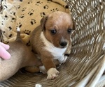 Small Photo #7 Dorgi Puppy For Sale in CYNTHIANA, KY, USA