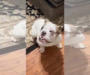 English Bulldog Puppy for sale in BRENTWOOD, TN, USA