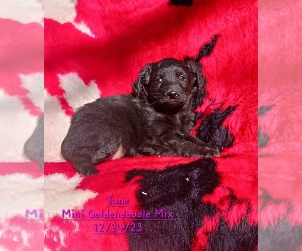 Medium Photo #6 Goldendoodle (Miniature) Puppy For Sale in TOPEKA, IN, USA