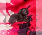 Small Photo #1 Goldendoodle (Miniature) Puppy For Sale in TOPEKA, IN, USA