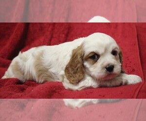 Cavalier King Charles Spaniel Puppy for sale in BROOKSVILLE, FL, USA