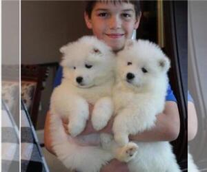 Samoyed Puppy for sale in ARCO, CA, USA