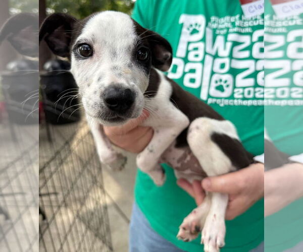 Medium Photo #8 Feist Terrier-Labrador Retriever Mix Puppy For Sale in GILBERTS, IL, USA