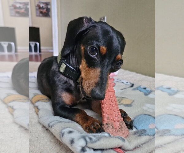 Medium Photo #3 Dachshund Puppy For Sale in Boonton, NJ, USA