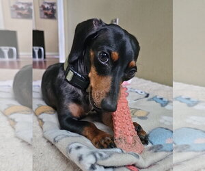 Prospect Pete LA - Male Dachshund Dog for Adoption - Photo #3