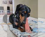 Small #2 Dachshund