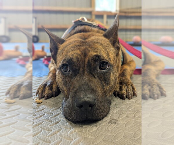 Medium Photo #7 Staffordshire Bull Terrier-Unknown Mix Puppy For Sale in Shermans Dale, PA, USA