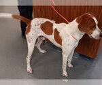 Small Photo #1 Redbone Coonhound Puppy For Sale in Glen Allen, VA, USA