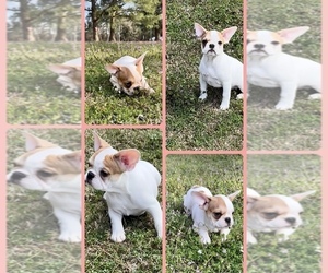 French Bulldog Puppy for Sale in CLINTON, North Carolina USA
