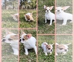 Small Photo #1 French Bulldog Puppy For Sale in CLINTON, NC, USA