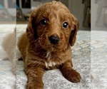 Small Photo #31 Goldendoodle (Miniature) Puppy For Sale in PENSACOLA, FL, USA