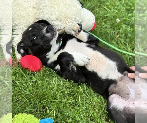 Medium Photo #2 Chocolate Labrador retriever-Unknown Mix Puppy For Sale in Yardley, PA, USA