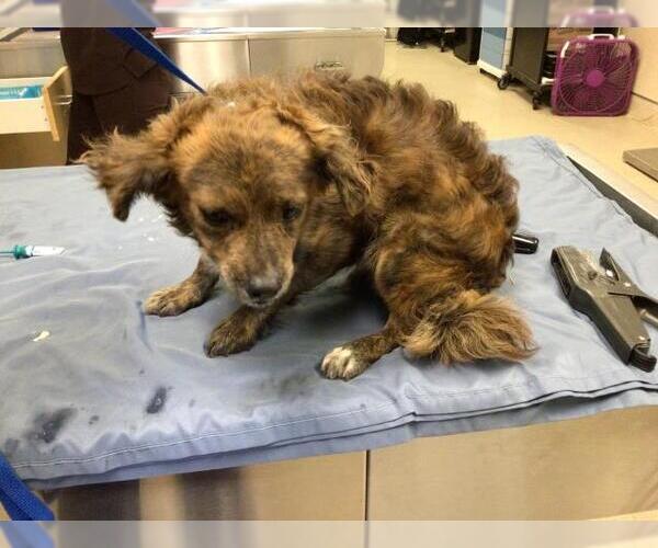 Medium Photo #1 Chihuahua Puppy For Sale in Riverside, CA, USA