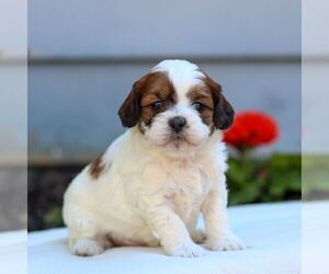ShihPoo Puppy for sale in EAST EARL, PA, USA