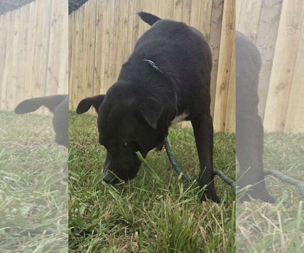 Medium Photo #2 American Staffordshire Terrier-Unknown Mix Puppy For Sale in Jackson, MS, USA