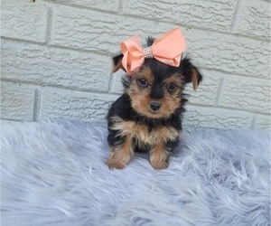 Medium Yorkshire Terrier