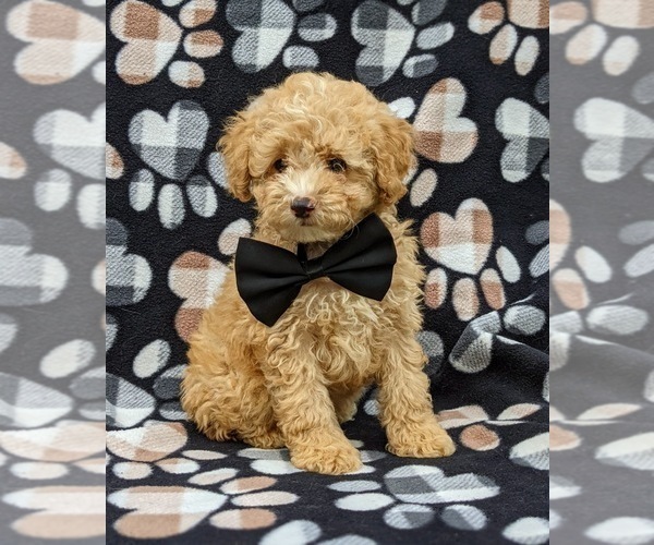 Medium Photo #4 Poodle (Toy) Puppy For Sale in KINZERS, PA, USA