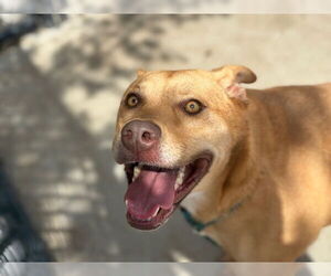 Mutt Dogs for adoption in Tulsa, OK, USA