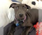 Small #2 Labrador Retriever Mix
