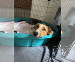 Small #3 Bagle Hound