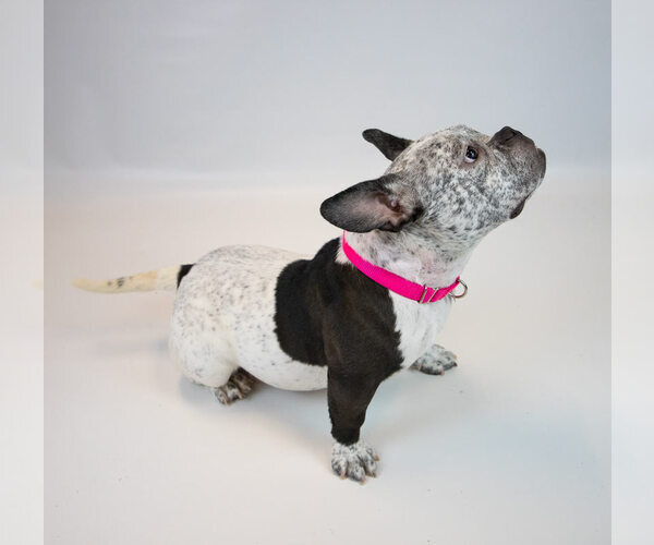 Medium Photo #3 Bulldog-Unknown Mix Puppy For Sale in Kennesaw, GA, USA