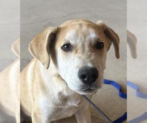 Labrador Retriever-Unknown Mix Dogs for adoption in San Antonio, TX, USA