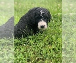 Small Photo #10 Sheepadoodle Puppy For Sale in BURLINGTON, KY, USA