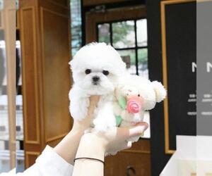 Maltese Puppy for sale in KNOXVILLE, TN, USA