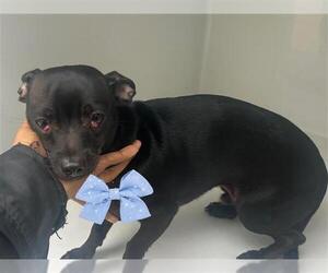 Chihuahua Dogs for adoption in Houston, TX, USA