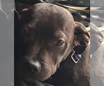Small #3 American Staffordshire Terrier-Boxer Mix