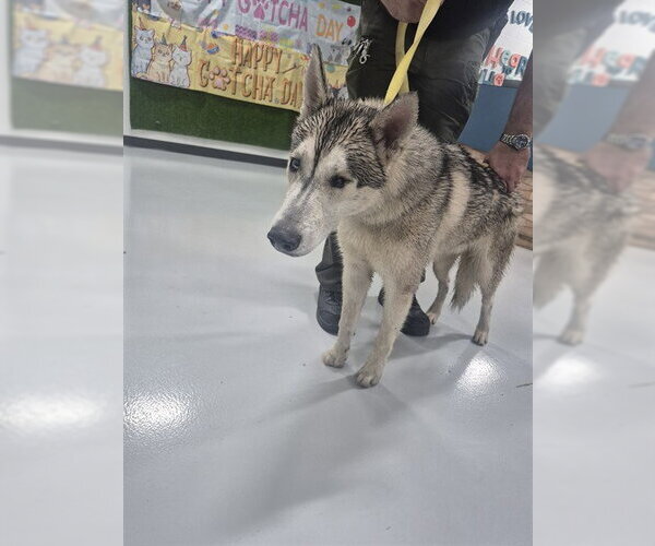 Medium Photo #1 Siberian Husky Puppy For Sale in Temple, TX, USA
