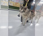 A080970 - Male Siberian Husky Dog for Adoption - Small photo