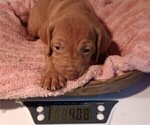 Small Photo #9 Vizsla Puppy For Sale in SYLVA, NC, USA