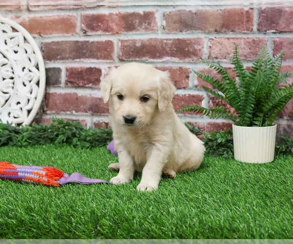 Medium Photo #5 English Cream Golden Retriever Puppy For Sale in SYRACUSE, IN, USA