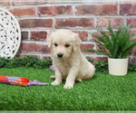 Small #4 English Cream Golden Retriever