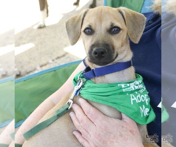 Medium Photo #3 Chihuahua-Unknown Mix Puppy For Sale in Washington, DC, USA