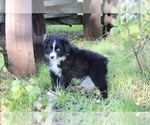 Small Photo #14 Australian Shepherd Puppy For Sale in ACTON, CA, USA