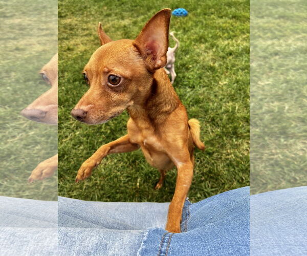 Medium Photo #5 Chihuahua-Unknown Mix Puppy For Sale in Estherville, IA, USA