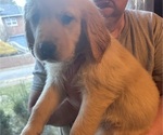 Puppy Iris Golden Retriever