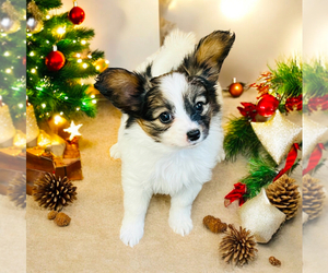 Papillon Puppy for sale in DRY PRONG, LA, USA