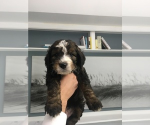 Bernedoodle Puppy for sale in KANSAS CITY, MO, USA