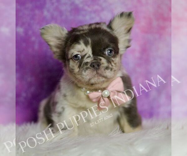 Medium Photo #32 French Bulldog Puppy For Sale in WARSAW, IN, USA