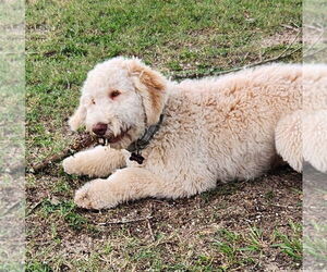 Golden Retriever Dogs for adoption in St. Augustine, FL, USA