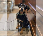 Small #1 Doberman Pinscher Mix