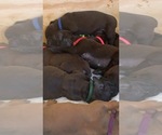 Small Photo #104 Boerboel Puppy For Sale in LAS CRUCES, NM, USA