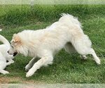 Small Photo #16 Great Pyrenees Puppy For Sale in Garland, TX, USA