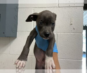 Mutt Dogs for adoption in San Bernardino, CA, USA